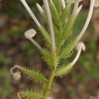 Plumbago zeylanica L.
